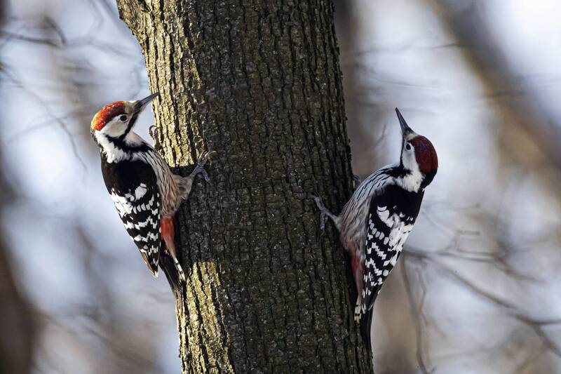 *** фото превью