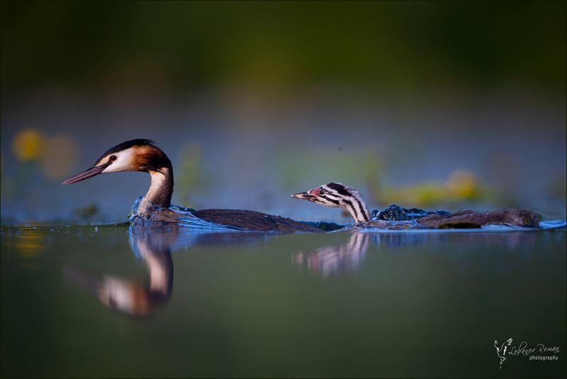 * * * фото превью