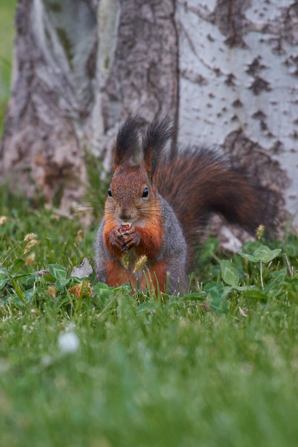 белка, scribus vulgaris, Павел Сторчилов