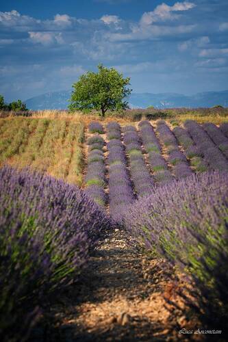 A day in Provence