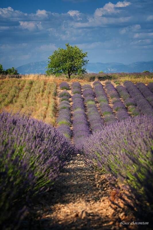 lavender, landscape, nature, france, fields, spring A day in Provence фото превью
