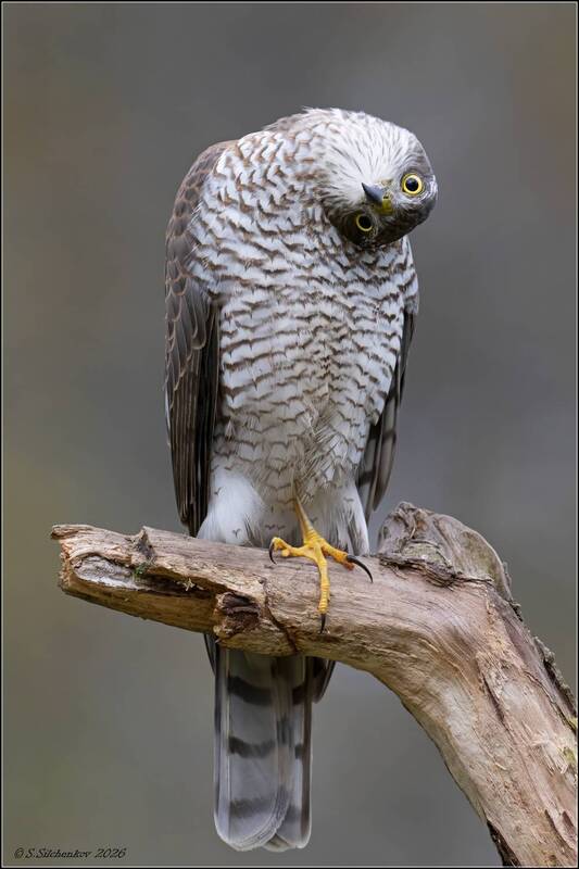 Посмотри в глаза. фото превью