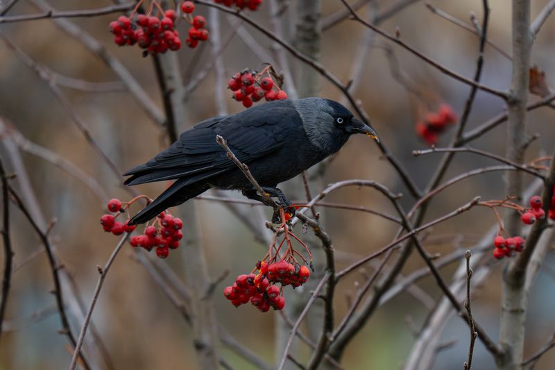 Autumn snacks фото превью