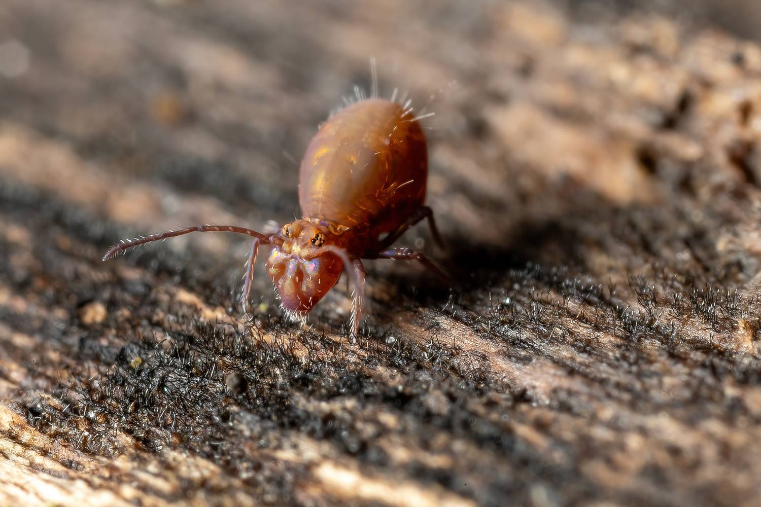 , Кузнецов Дмитрий