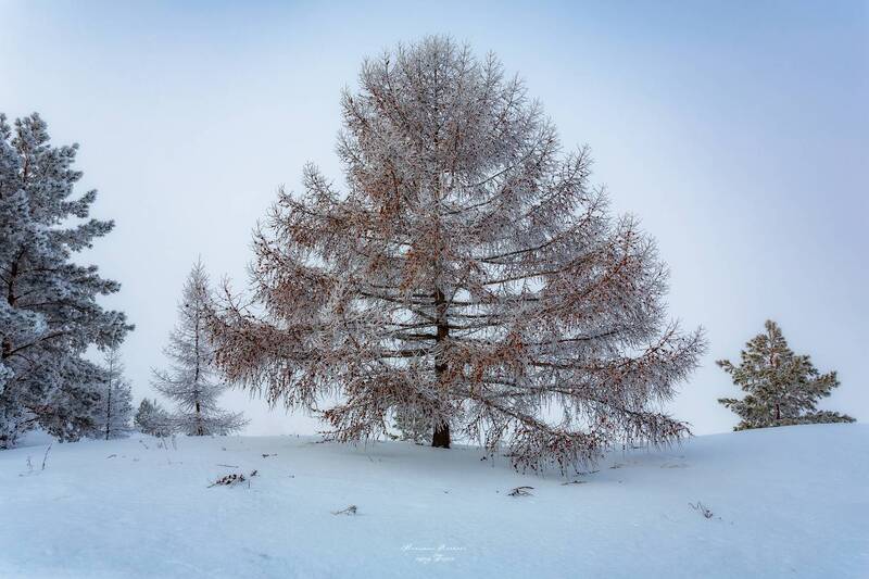 «Февральская барыня» фото превью