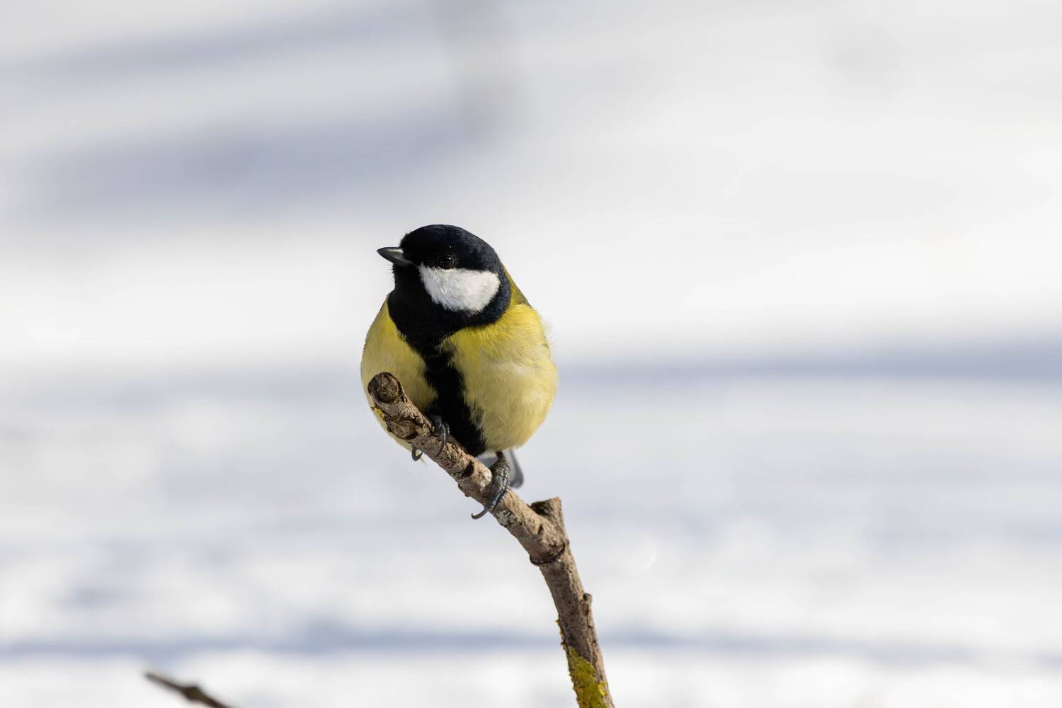 , Жуков Михаил