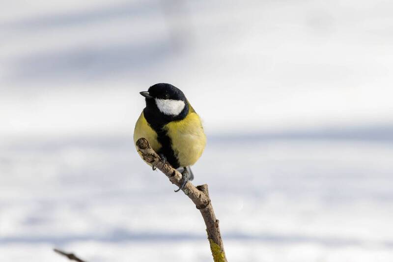 Большая синица фото превью