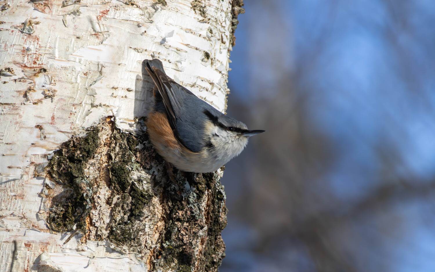 , Жуков Михаил