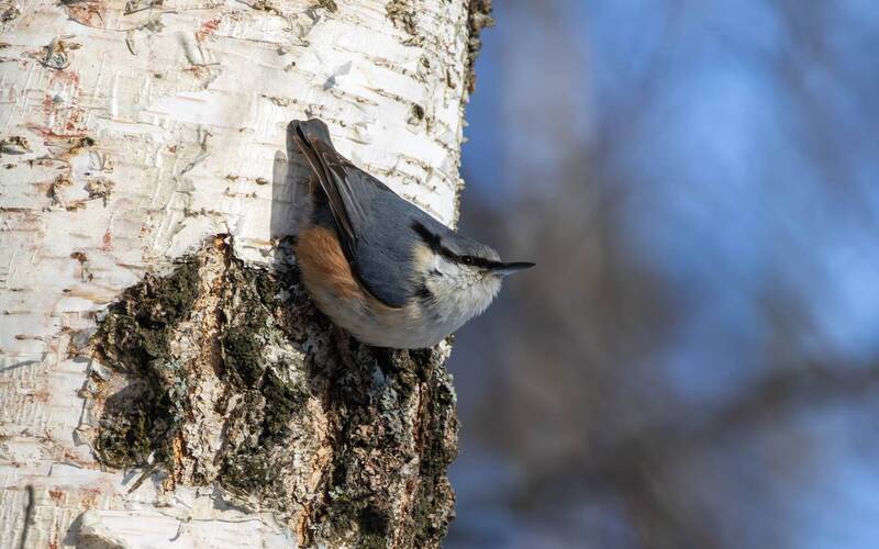 Поползень фото превью