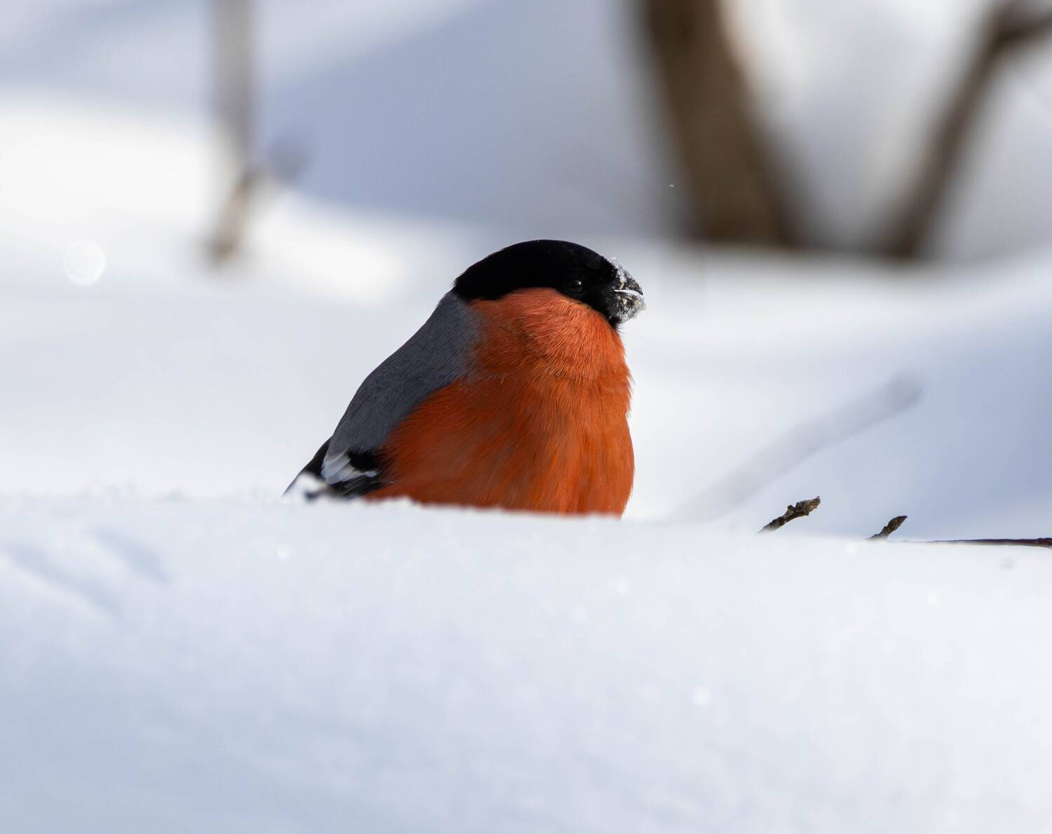 , Жуков Михаил