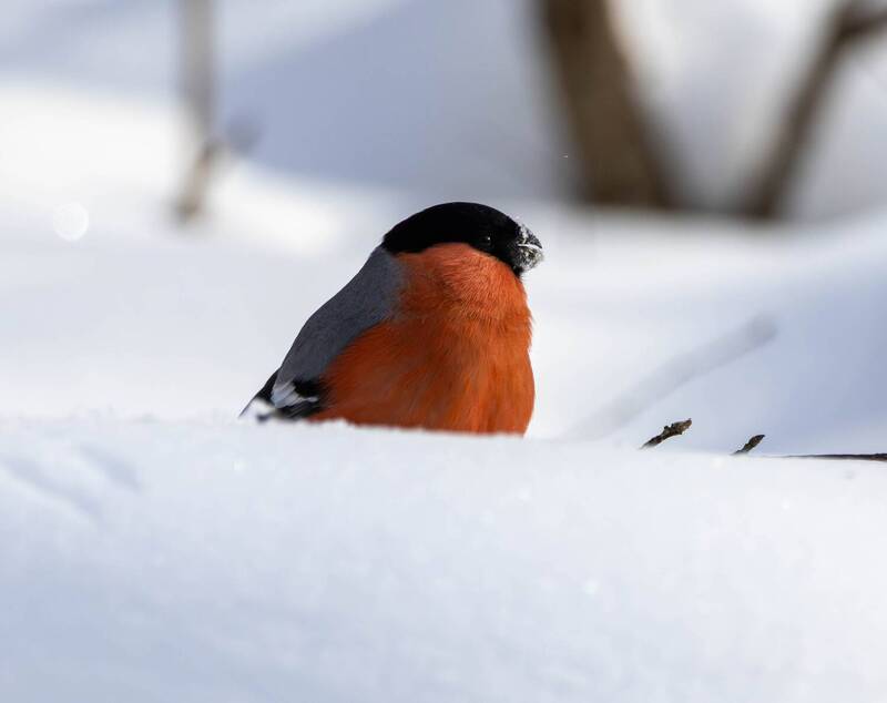 Снегирь фото превью