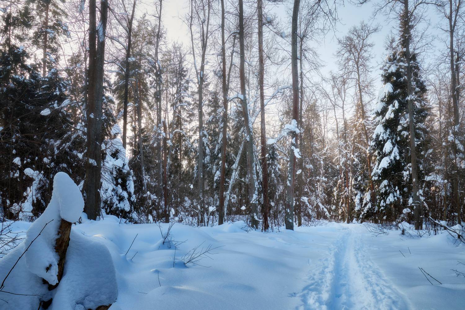 лес, деревья, снег, свет, Валерий Вождаев