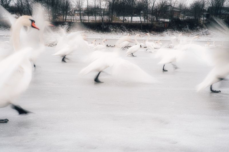 лебеди, птицы, зима, лед, замерзшая река, природа, wildlife, fine art, минимализм, движение, длинная выдержка, motion blur, атмосфера, туман, холод, север, белый, поэзия, настроение, пейзаж, документальная фотография, арт-фото Белое движение фото превью