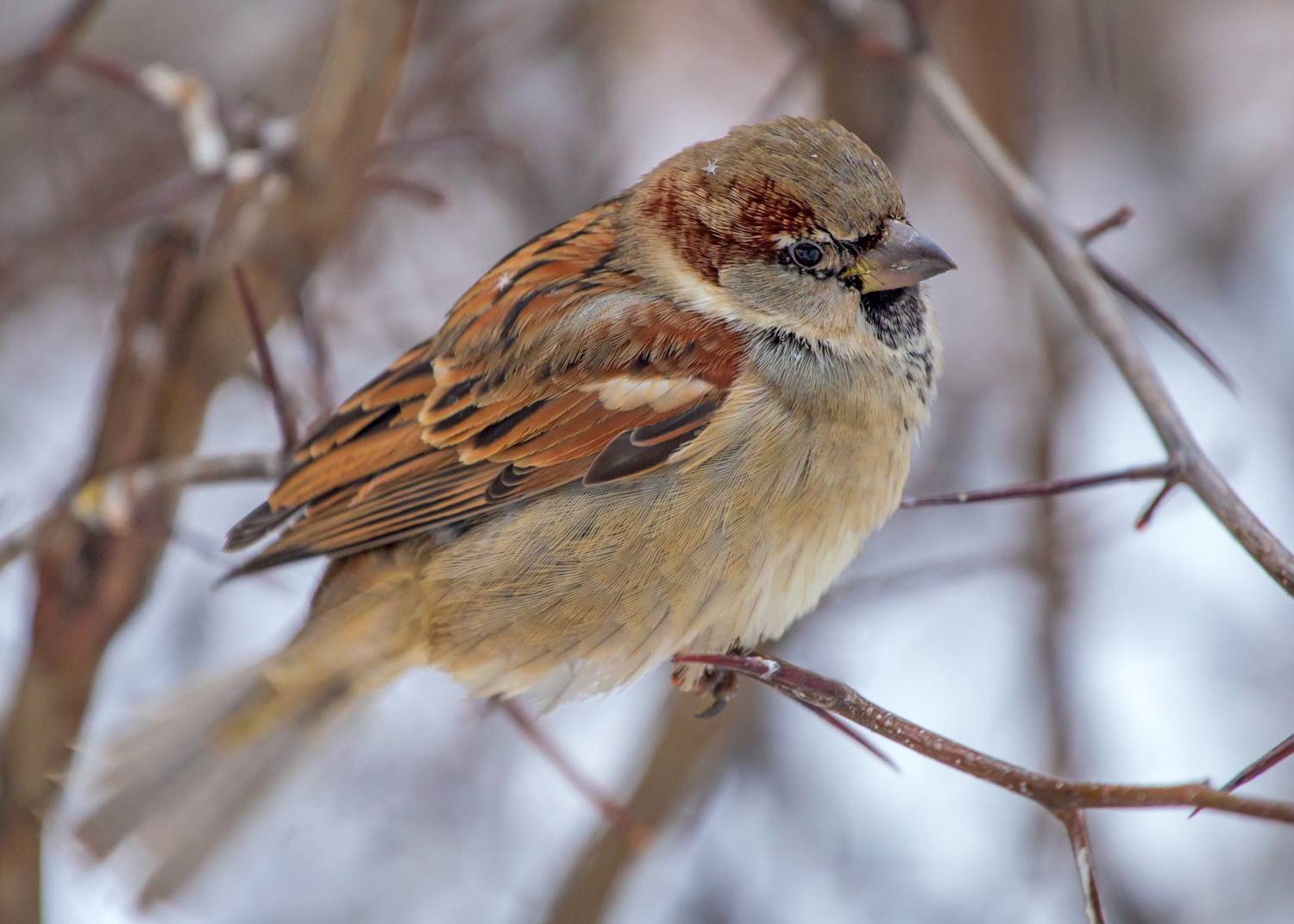 , Алексеев Сергей