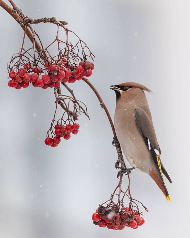 свиристель, рябина, птицы  фото превью