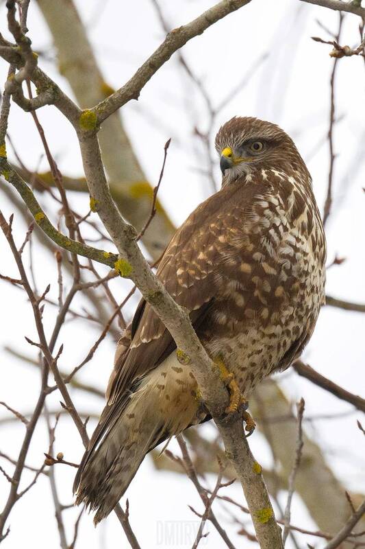 Обыкновенный канюк фото превью