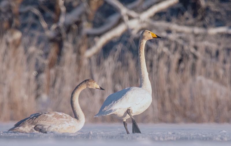 Лебедяшки :) фото превью