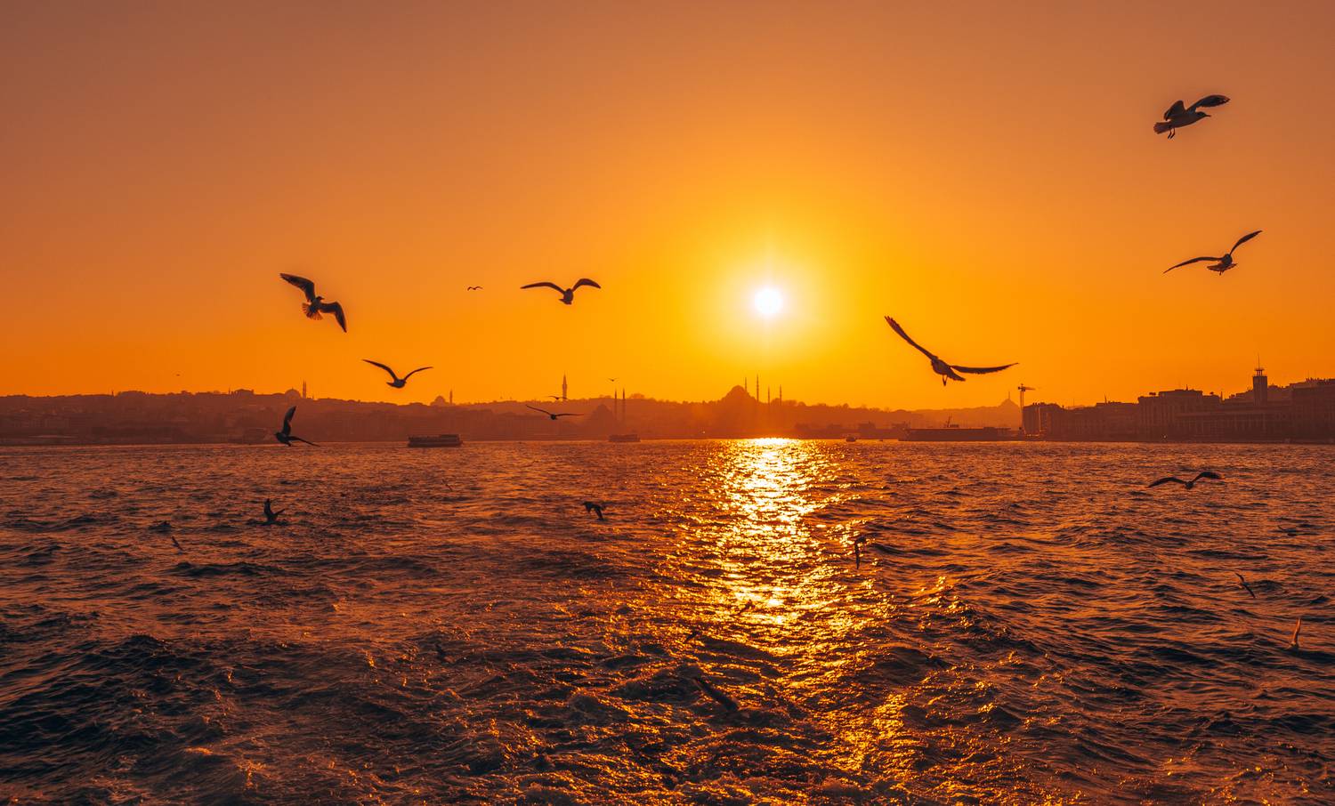 , Трепольский Дмитрий