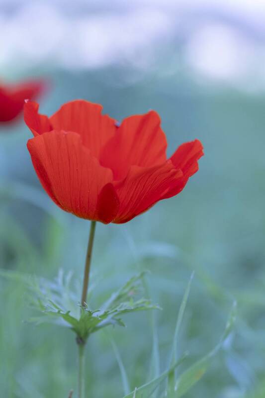 macro, flowers, plants, nature, spring, red, grass anemone flower фото превью