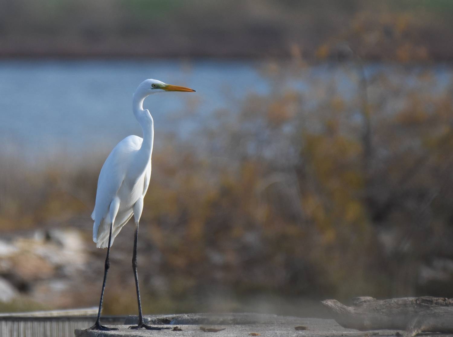 , Герчев Николай