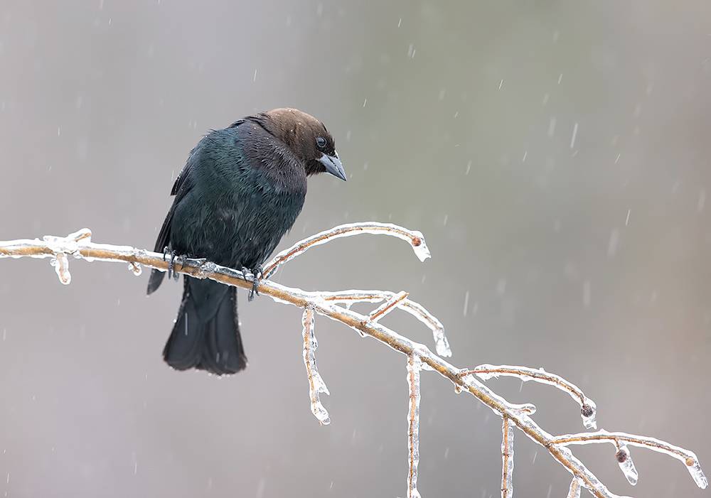 brown-headed cowbird, буроголовый коровий трупиал, зима, трупиал, winter, cold, snow, cowbird, трупиал, Etkind Elizabeth