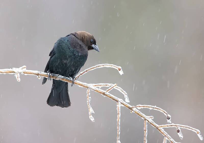 brown-headed cowbird, буроголовый коровий трупиал, зима, трупиал, winter, cold, snow, cowbird, трупиал Brown-headed Cowbird, male - Буроголовый трупиал фото превью