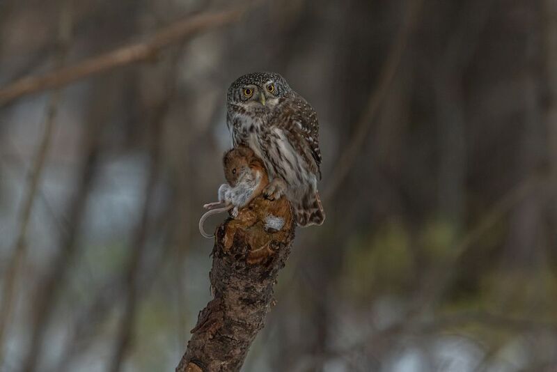Охота воробьиного сыча. фото превью