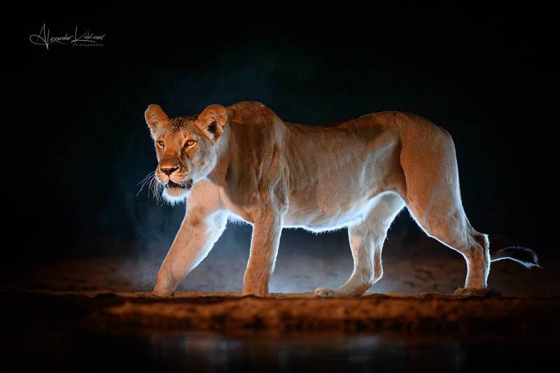 львы, львица, ночь, кения Про львицу... фото превью