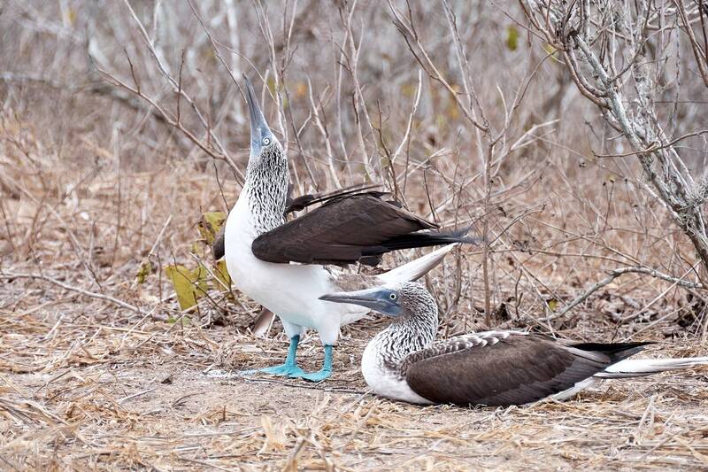 portfolio фото превью