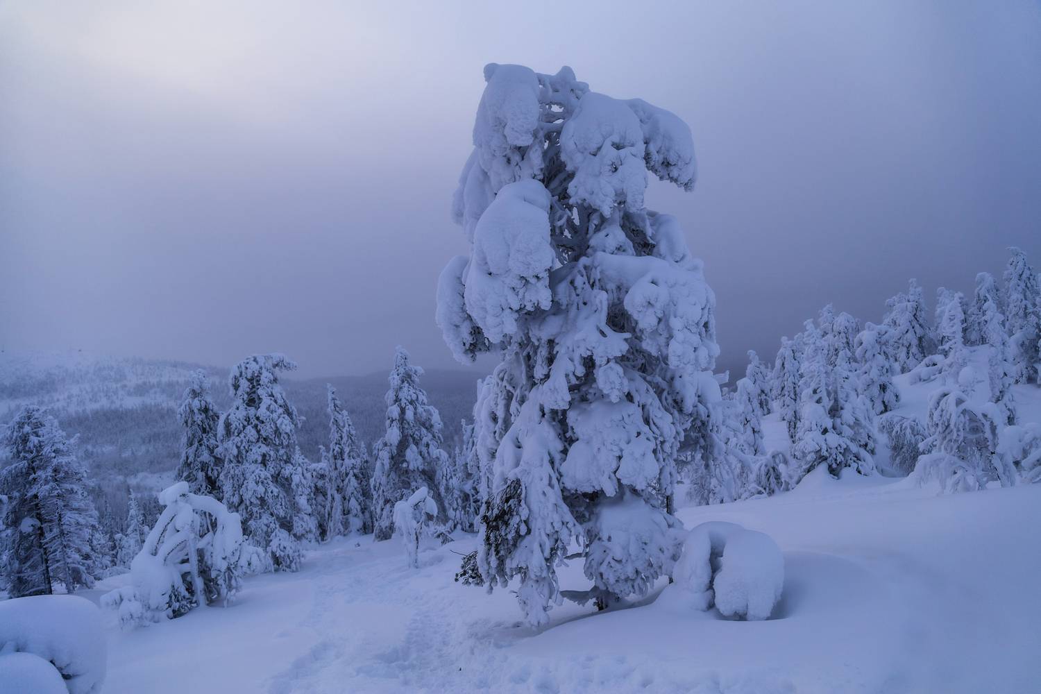 Мурманская область, Кольский полуостров, Кандалакша, Волосяная сопка, Татьяна Кормашова
