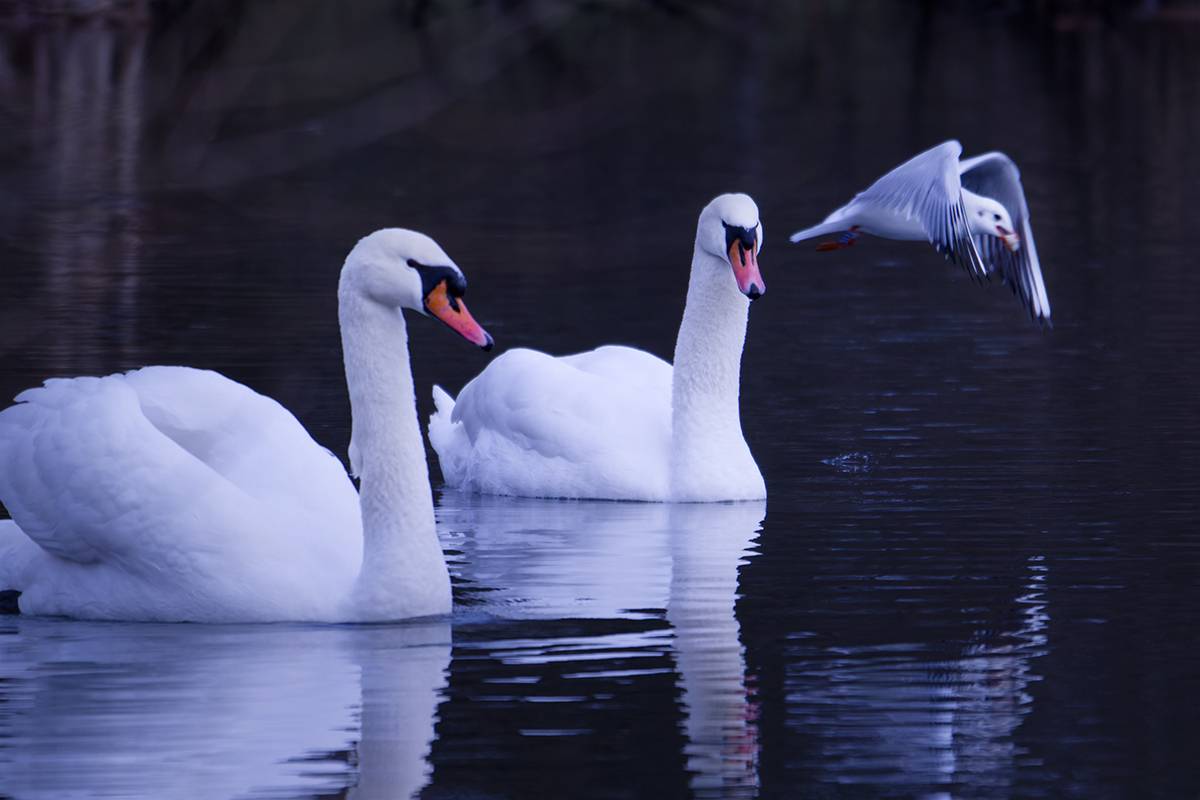bird, птица, лебеди, cygnus, зима, калининград, Хилько Марина