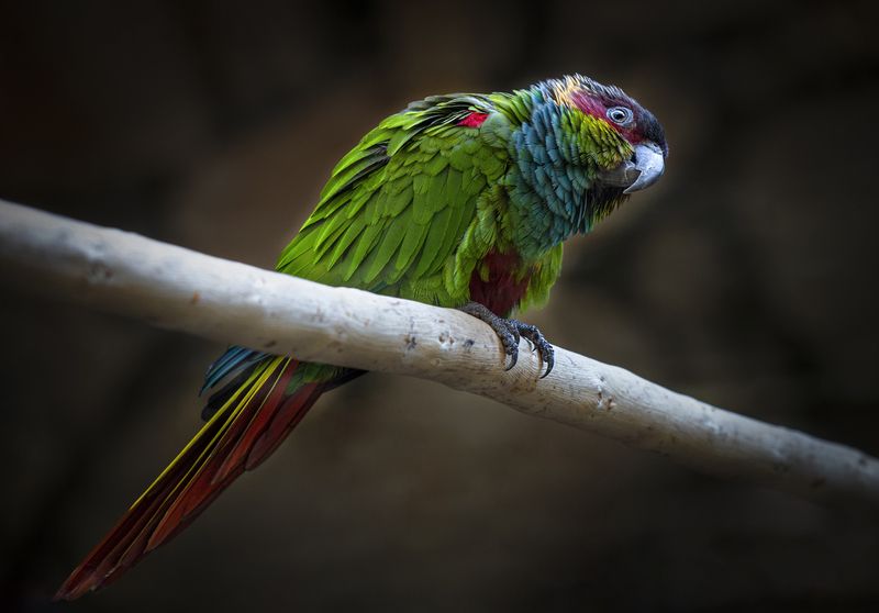 Попка не дурак... фото превью