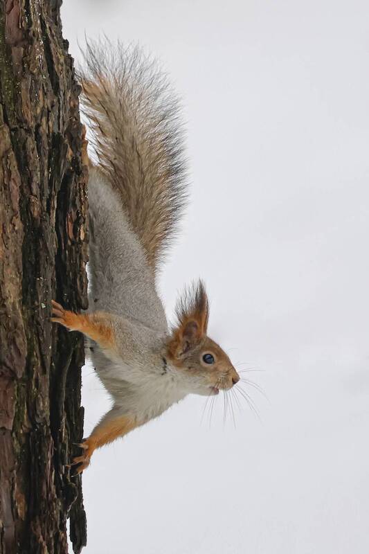 белка, кусковский парк, москва *** фото превью