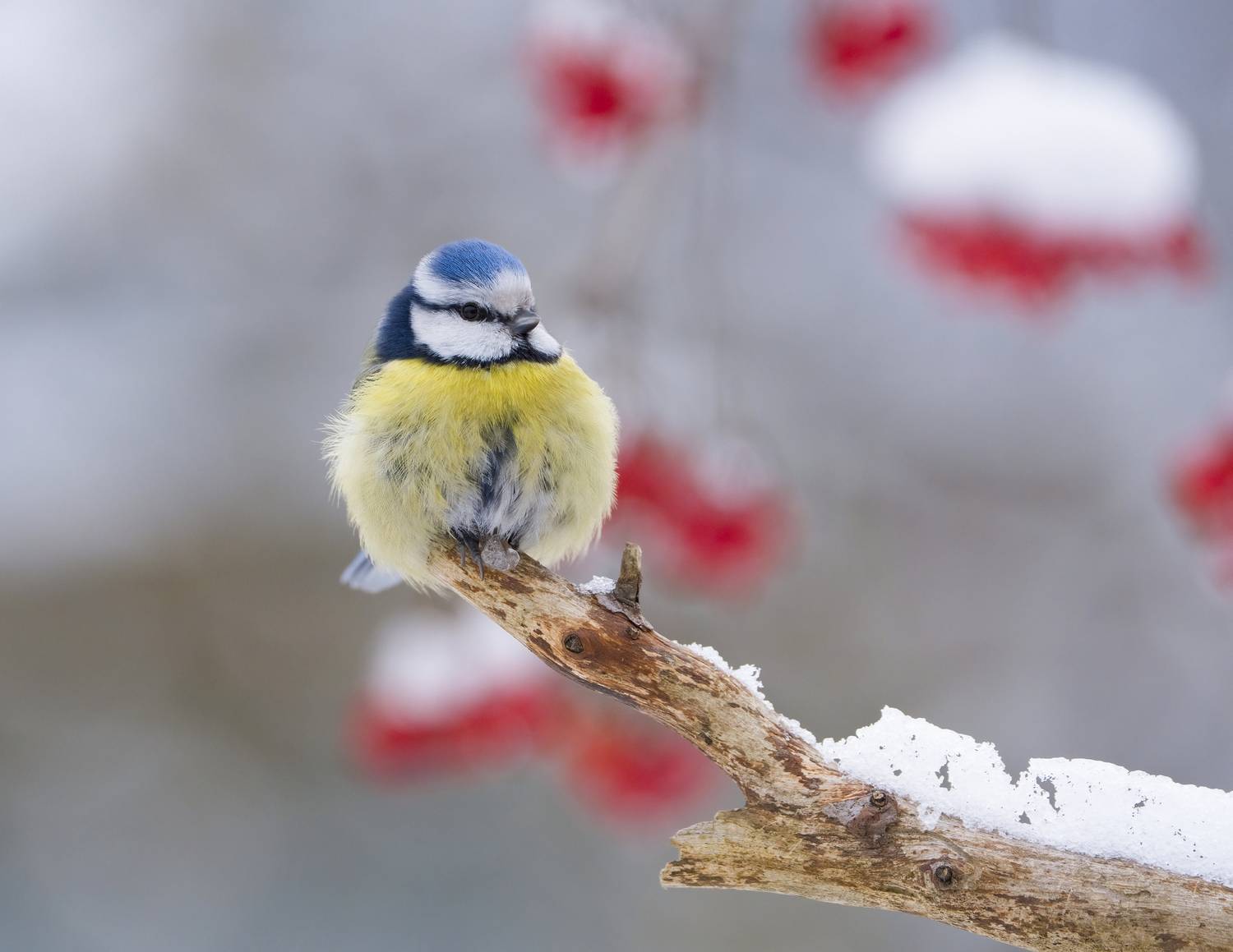 птицы, природа, зима, Андрей Киселёв