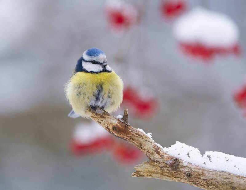 птицы, природа, зима Лазоревка фото превью