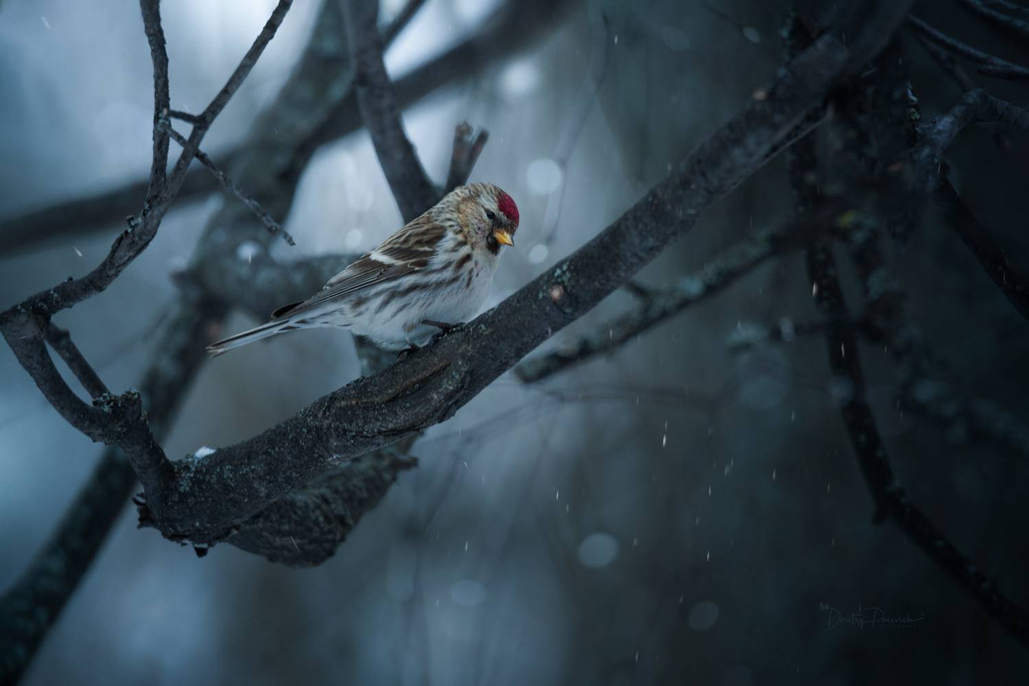 природа, лес, поля, огороды, животные, птицы, макро, Дмитрий Посевич