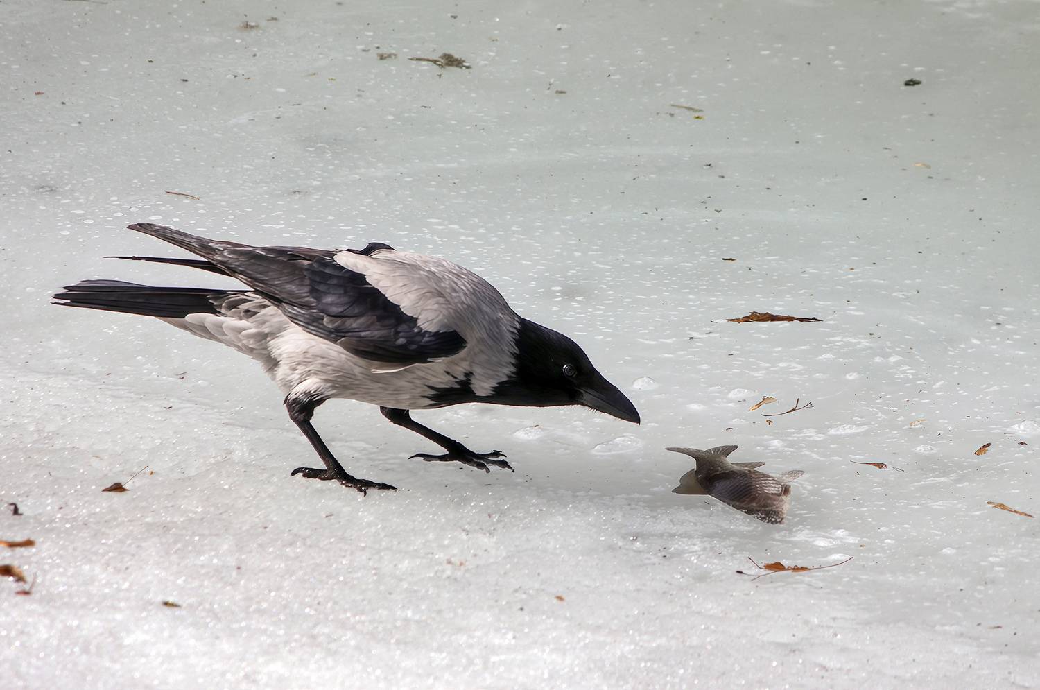 ворона, серая ворона, corvus cornix, КарОл