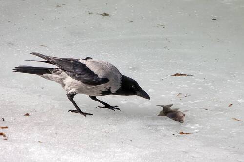 На лёд ворона взгромоздясь...