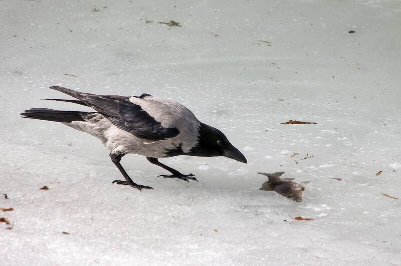 ворона, серая ворона, corvus cornix На лёд ворона взгромоздясь... фото превью