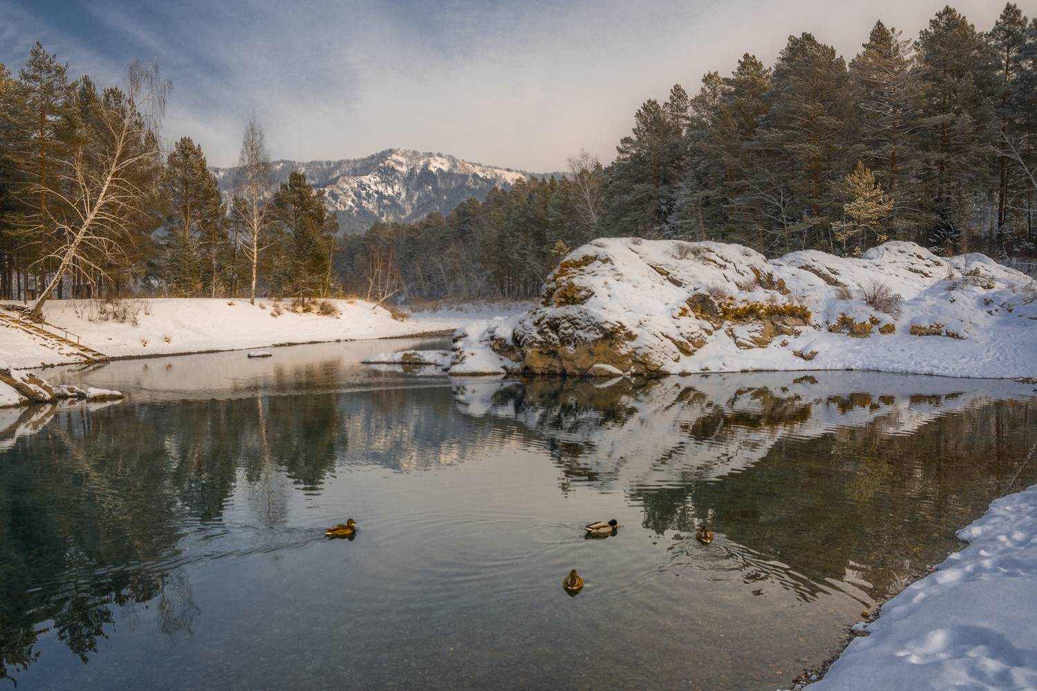 россия, горный алтай, зима, январь, утки, Андрей Поляков