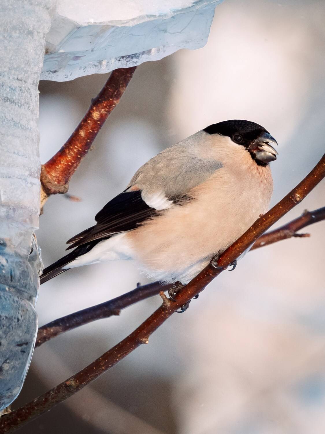 , Сергей Белокуров