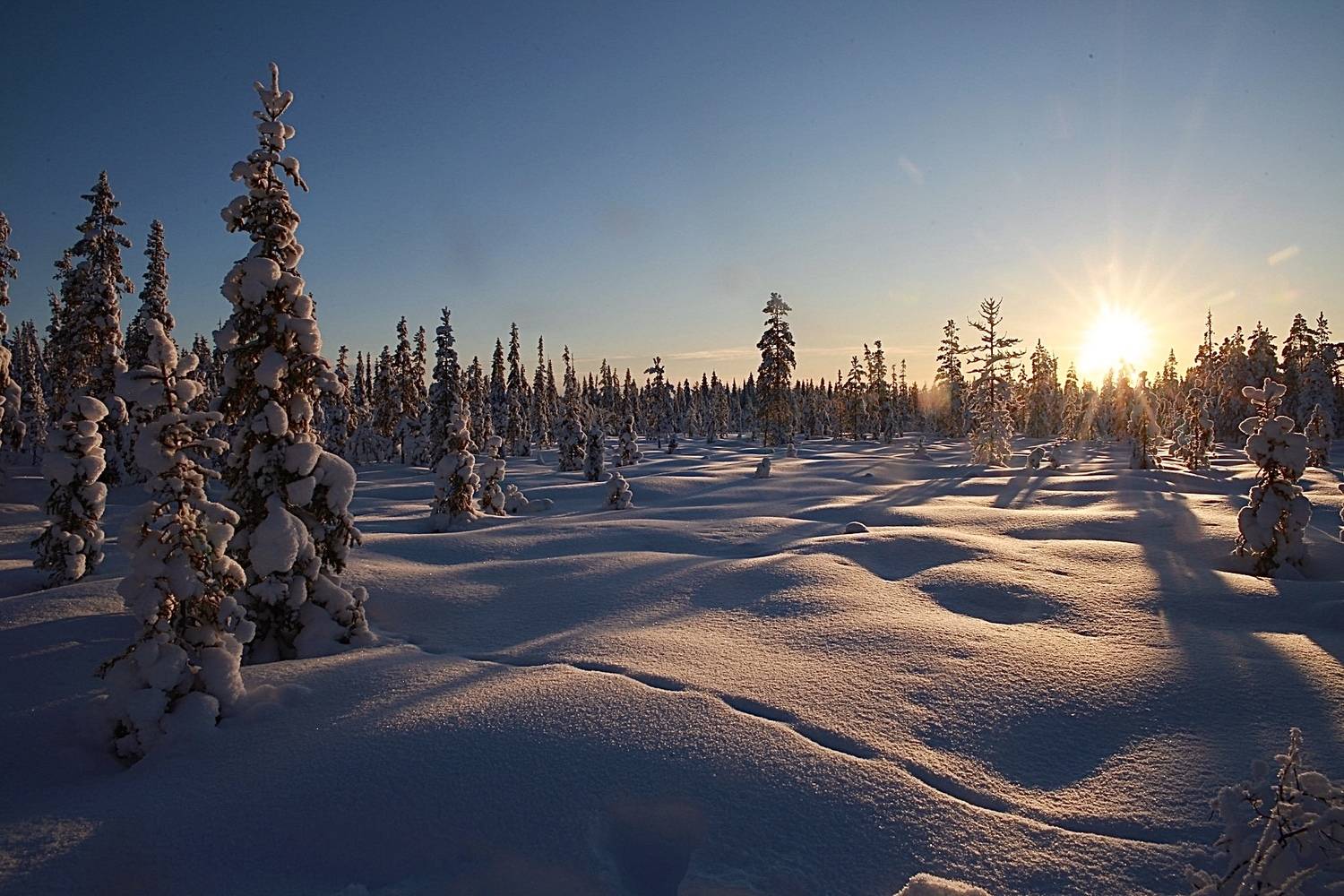 зима, снег, сугробы, солнце, север, закат, мороз, сосны, тропа, следы, Алёна Салтыкова
