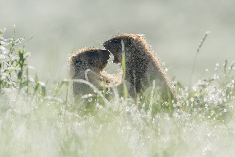 *** фото превью