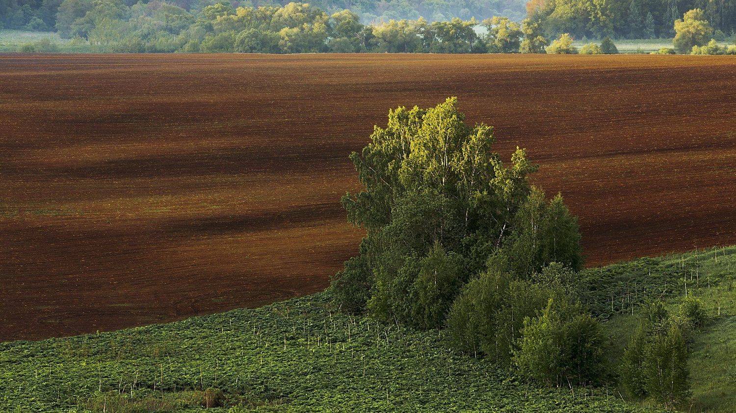 Поле, Подмосковье березы лето весна пашня, Вениамин Дардык