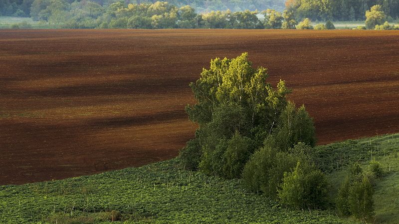 Поле, Подмосковье березы лето весна пашня Поле фото превью