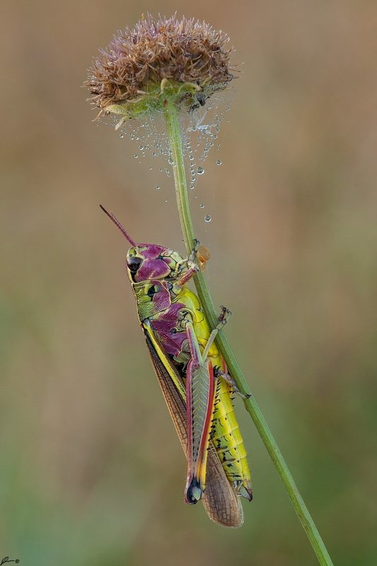 Insect, Macro, Makro, Nature, Wildlife Stethophyma grossum фото превью