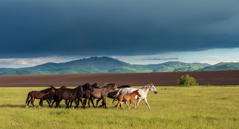Алтай, Лето, Лошади, Перед грозой, Предгорья Вперед, к свободе фото превью