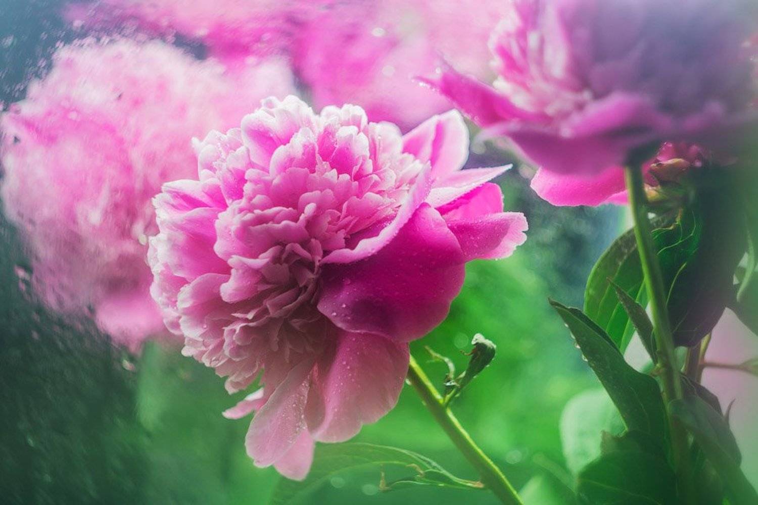 , Ольга Свистунова