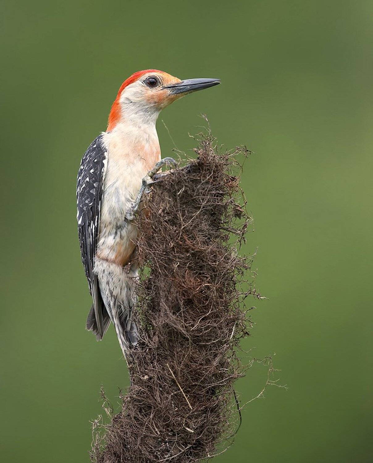 red-bellied woodpecker, каролинский меланерпес,  дятел,  woodpecker, Elizabeth Etkind
