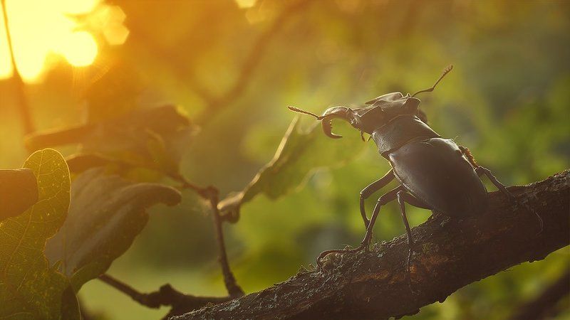 наблюдатель фото превью